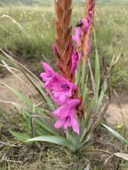 Watsonia densiflora