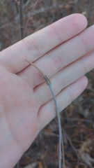 Viburnum lantanoides