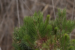 Pinus cembroides