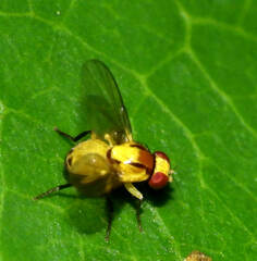 Acalyptratae