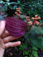 Miconia ceramicarpa