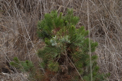 Pinus cembroides