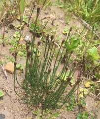 Equisetum bogotense