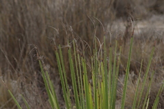 Dasylirion acrotrichum