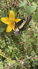 Catasticta nimbice