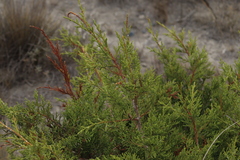 Juniperus deppeana
