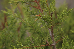 Juniperus deppeana