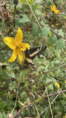 Catasticta nimbice