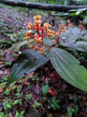 Miconia ceramicarpa