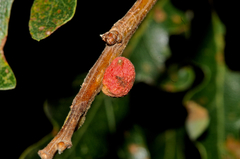 Disholcaspis perniciosa