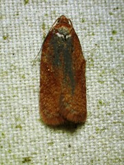 Acleris