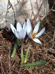 Crocus hyemalis