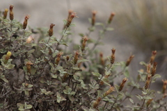Brickellia veronicifolia