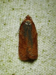 Acleris
