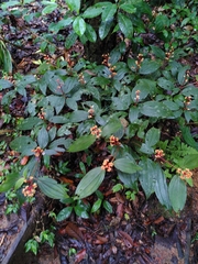 Miconia ceramicarpa
