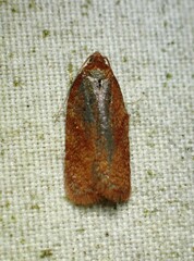Acleris