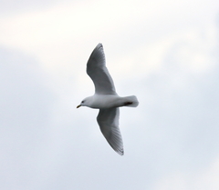 Larus glaucoides kumlieni