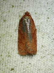 Acleris