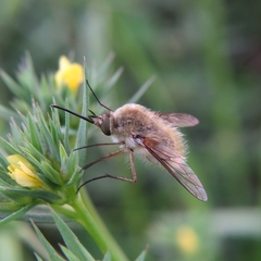 Bombylius