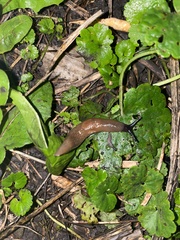 Krynickillus melanocephalus