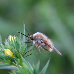 Bombylius