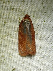 Acleris