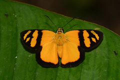 Entheus aureolus