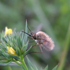 Bombylius