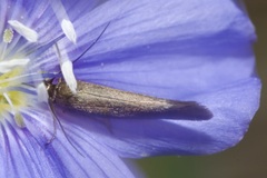 Scythris