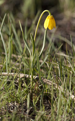 Fritillaria pudica
