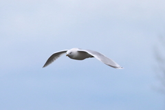Larus glaucoides kumlieni