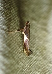 Caloptilia stigmatella