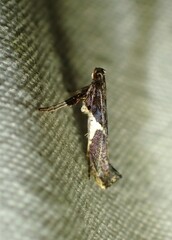 Caloptilia stigmatella