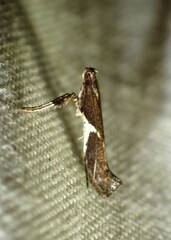 Caloptilia stigmatella