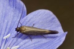 Scythris