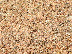 Iridomyrmex purpureus