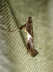 Caloptilia stigmatella