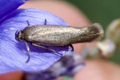 Scythris