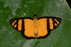 Entheus aureolus