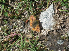 Boloria