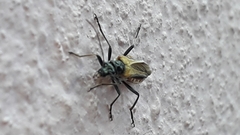 Oedemera simplex