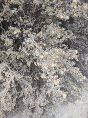 Brickellia veronicifolia