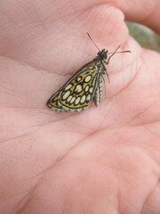 Heteropterus morpheus