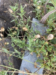 Silene vulgaris