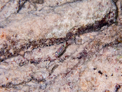 Apogon maculatus