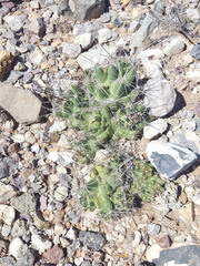 Coryphantha macromeris macromeris