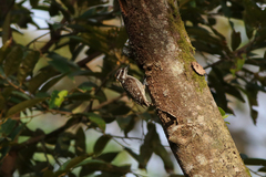 Yungipicus moluccensis