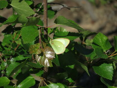 Colias palaeno
