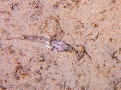 Coryphopterus eidolon