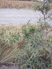 Barkleyanthus salicifolius